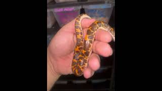 HRP Tiger splash Kenyan sand boa #sandboa #explorepage #reptiles #hognosesnake