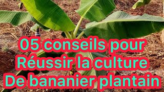 Pourquoi participer à ma formation sur la culture du bananier plantain !m?