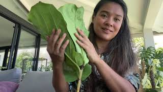 Le bouturage des plantes ligneuses ( en full vermiculite)