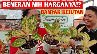 BENERAN NIH HARGANYA‼️ Aglonema Harga Ramadhan "BANYAK KEJUTAN ~ 446