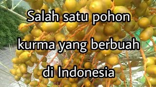 Dokumentasi pohon kurma berbuah di Indonesia