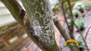 Q&A - What is this bug that is on my Japanese maple trees? We lost a tree that they were on.