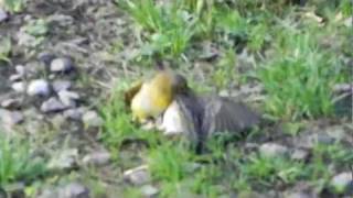 Briga por Amor de Canários da Terra na Natureza