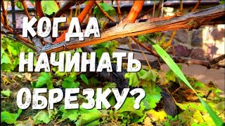 Как определить сроки обрезки виноградных кустов