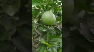 Mostrando meus pés de laranja