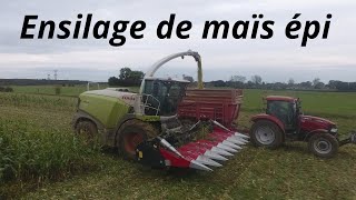 Une ensileuse avec le cueilleur a maïs d une moissonneuse ensilage de maïs épi bio /2020/