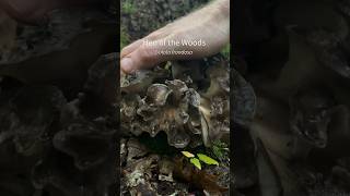 Super Satisfying Mushroom ASMR: Massachusetts Fall Mushroom “Tap Tap Cronch” Compilation Part II