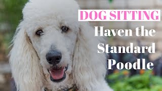 Dog sitting for Haven the Standard Poodle! Standard Poodle 101 information