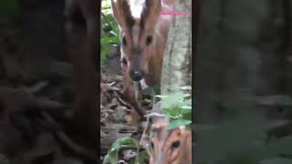 Red Muntjac finding love #baby #redmuntjac #live #love