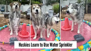 Huskies Learn to Use Their New Water Sprinkler