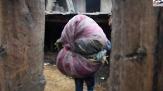 Harvesting Proso Millet in Himalaya||Proso Millet(Chino Chamal)||Rural Life