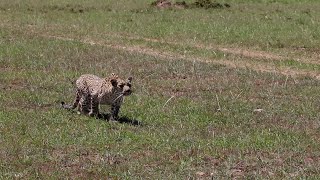 Will Faulu the strong mara leopard thrive in the Mara?