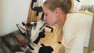 ХАСКИ голубые глазки! HUSKY PUPPY PashaNastya Vlog