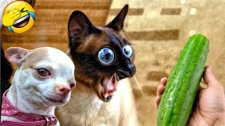 Best Funny Animals 2024 😍 Funniest Dogs and Cats 😻🐶