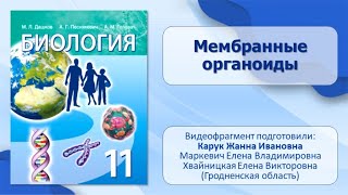 Тема 13. Мембранные органоиды