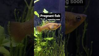 Pregnant variatus platy  #aquarium #animals #shorts