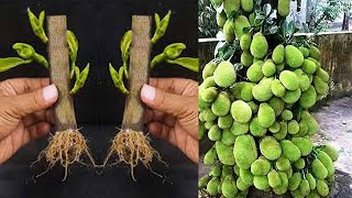 How to Grow guava tree from cuttings || growing guava tree from cutting