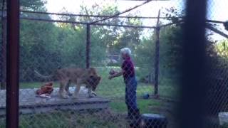 Sterk the lion cub gets supper