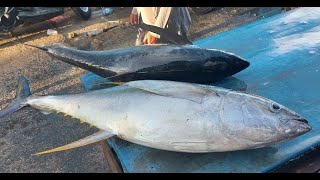 Live 09 Okt 24 ‼️🔥🔥 Amazing Fresh Yellowfin Tuna Cutting skills at the fish market, Sorong