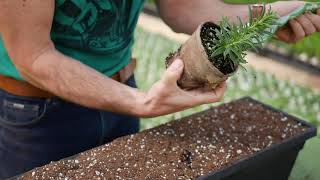 HERB PLANTER BOX