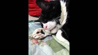 Dreaming cat wakes up confused