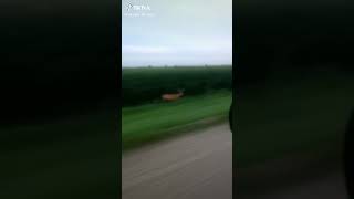 The Best TikTok: the Fastest Deer