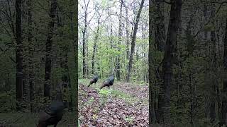 Jake turkeys - Ozarks