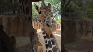 Because I didn’t had any food he don’t want me to touch him. #selfish #giraffe #trending #short