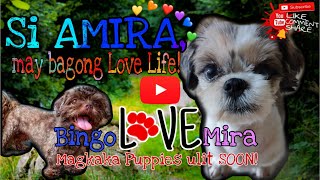 PAANO MAG ALAGA NG SHIH TZU | SI AMIRA BUNTIS NA?