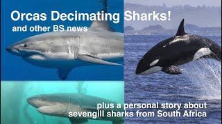 Orcas Decimating Shark Populations (and other BS news)