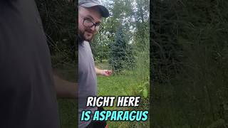 Hunting For Asparagus