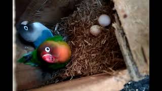 Lihat ternak Burung lb yg indah dan cantik