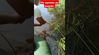 Ну дураки ну и радуют душу#fishing #рыбалка#щука#щуканаживца#живец#природа#река#лодка#ловлянажерлицы