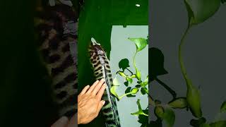 UBAH WARNA TOMAN MONSTER #fishing #fish #bigtoman #shortvideo