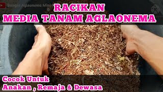 Membuat MEDIA TANAM AGLAONEMA & Potong CANGKOKAN AGLAONEMA #aglaonema #mediatanamaglonema