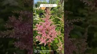 The Astilbe are blooming 🤩