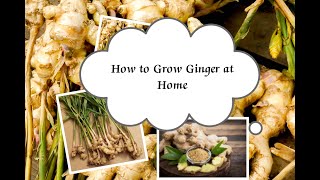 How to grow Ginger (Ginger Farming in Pakistan) Adrak ki Kasht - ادرک کی کاشت - |Farming Book|