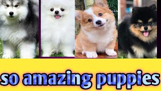 funny puppies video so sweet and lovely puppies)/so amazing puppies//so nice and cute videos//