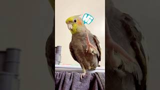 Cockatiel Speaks Hello All🦜❤️ #birds #cockatiel #bird #cockatiels #parrot #viralshorts #cutebirds