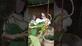 Rabbit Farming in Nigeria: Rabbit Eats Sweet Potato Leaf