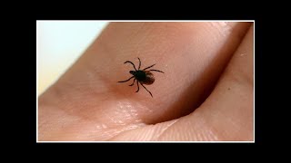 Médecine : la vérité sur la maladie de Lyme