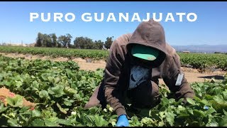 GENTE DE GUANAJUATO EN OXNARD (martes 13 de junio 2017)