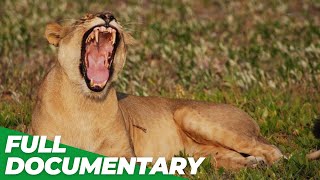 The Last Lion of the Liuwa Plain | Free Documentary Nature