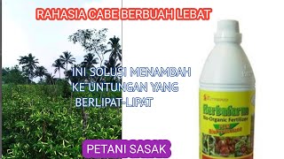 SOLUSI CABE BERBUAH LEBAT