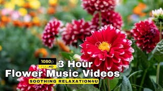 The Most Beautiful Flowers Collection ULTRA HD Flower With Relaxing Piano Music