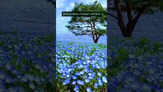 Babys Blue Flower Carpet JAPAN