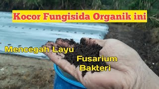 Tahap ke 8,fungisida organik ANFUSH trichoderma&gliocladium bakteri pengurai  tanah