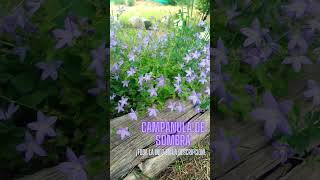 Campanula de sombra