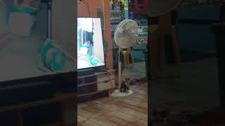 Cat fighting #shortsvideo #cyber #jorjj #samboan #cebu #cebuprovince