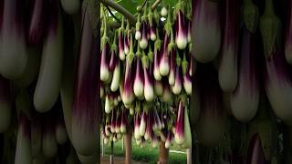 Great skills of eggplant growing tip for your information. #gardening #fruiting #fruit #short